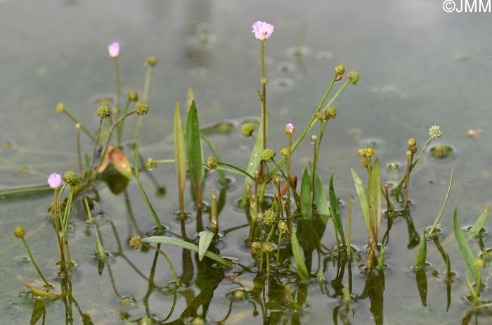 Baldellia ranunculoides = Alisma ranunculoides