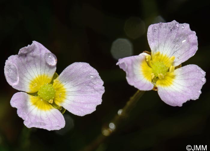 Baldellia ranunculoides = Alisma ranunculoides