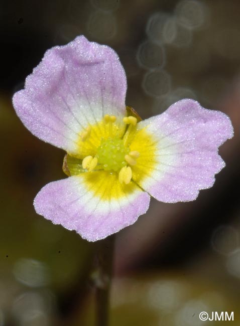 Baldellia ranunculoides = Alisma ranunculoides