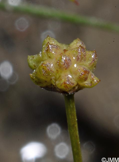 Baldellia ranunculoides = Alisma ranunculoides