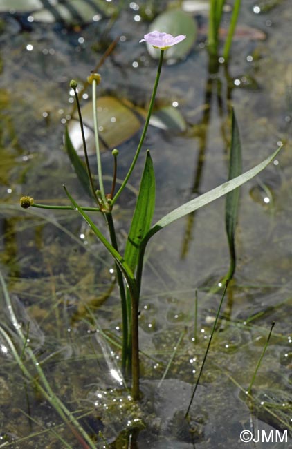 Baldellia ranunculoides = Alisma ranunculoides