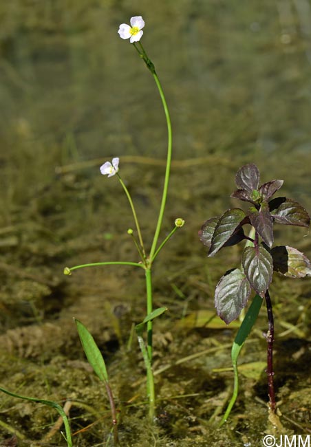 Baldellia ranunculoides = Alisma ranunculoides