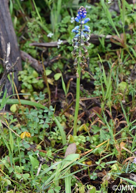 Bellevalia dubia