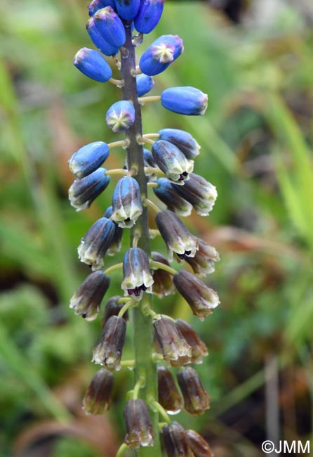 Bellevalia dubia