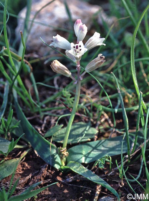 Bellevalia nivalis