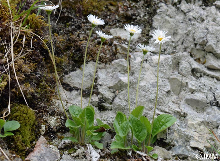 Bellidiastrum michelii = Aster bellidiastrum