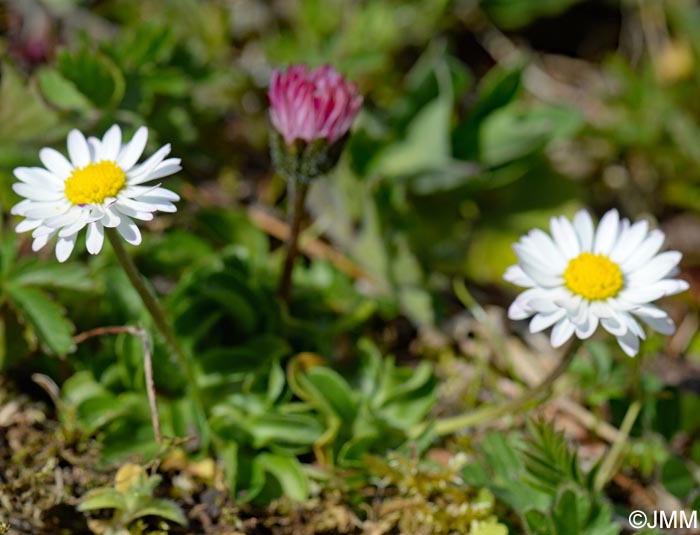 Bellis perennis