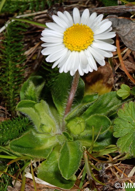 Bellis perennis