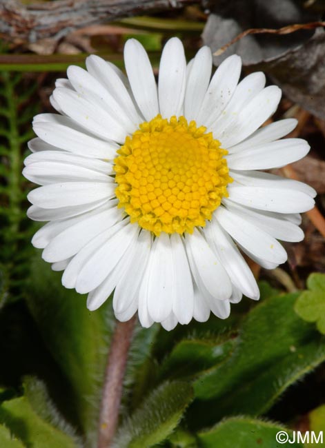 Bellis perennis