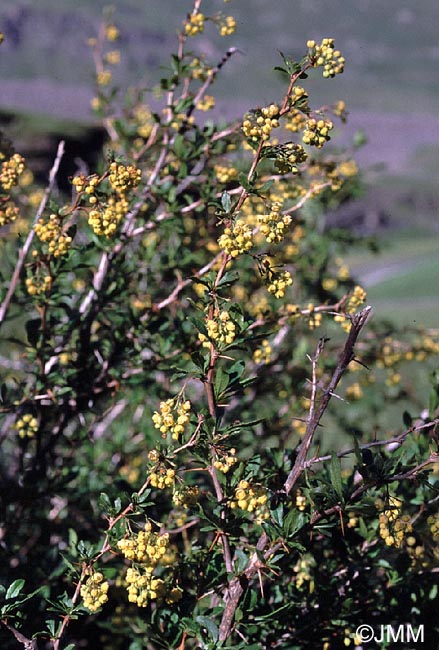 Berberis vulgaris