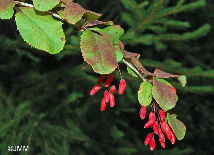 Berberis vulgaris