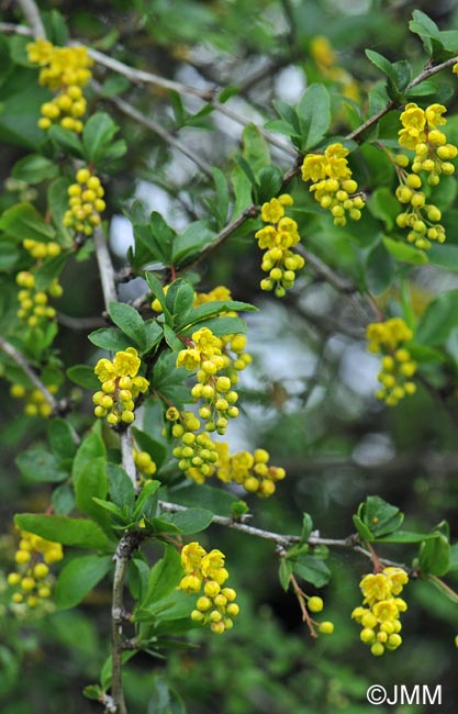 Berberis vulgaris