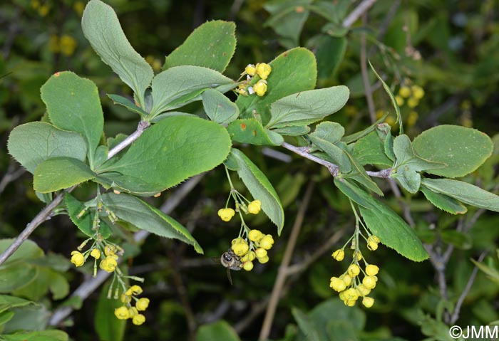 Berberis vulgaris