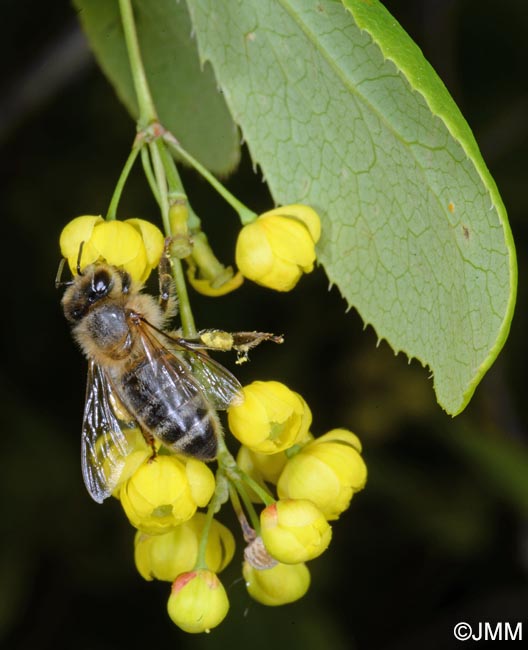 Berberis vulgaris