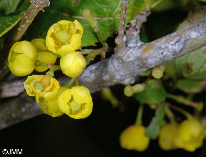 Berberis vulgaris