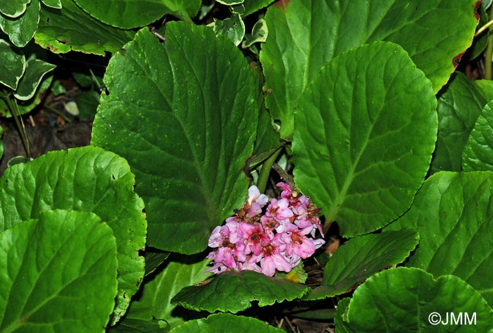 Bergenia crassifolia