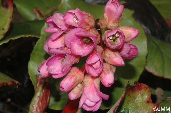 Bergenia crassifolia