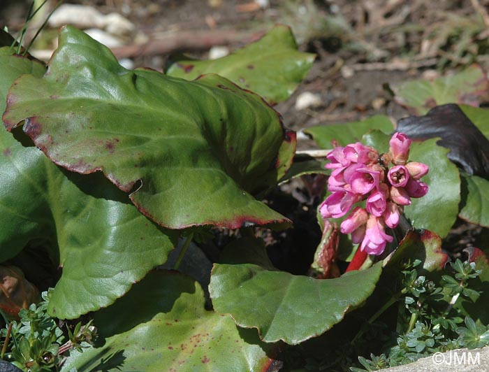 Bergenia crassifolia