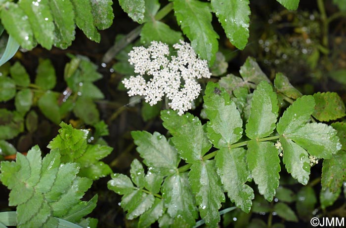 Berula erecta