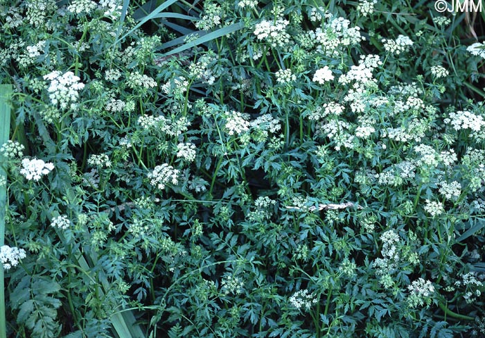 Berula erecta