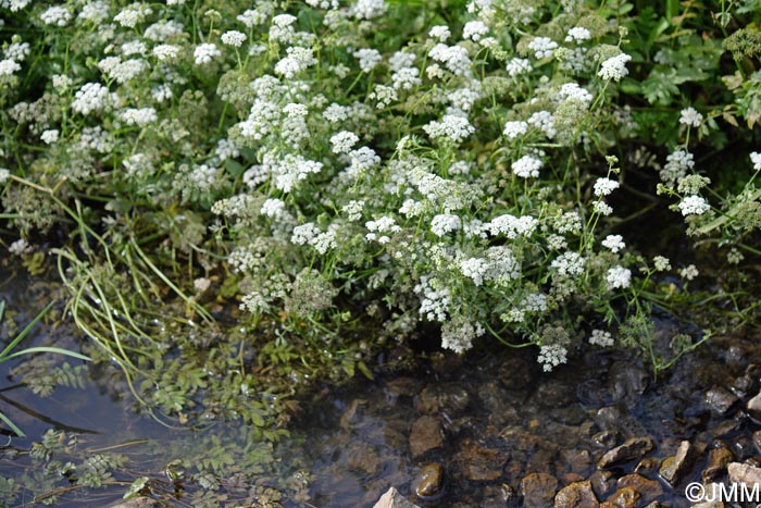 Berula erecta