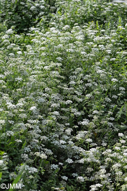 Berula erecta