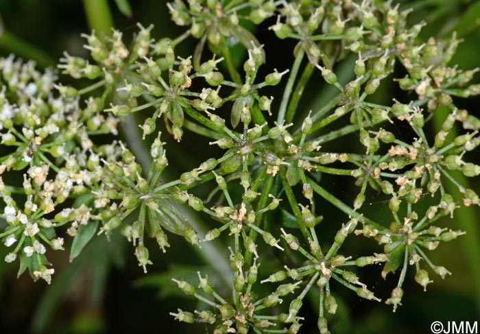 Berula erecta