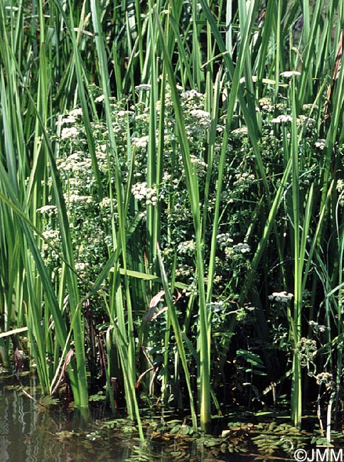 Berula erecta