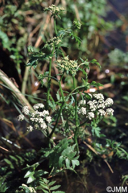 Berula erecta