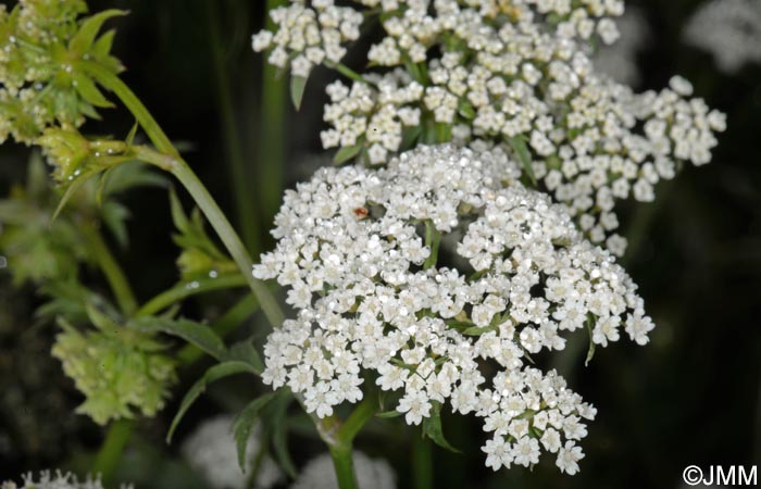 Berula erecta