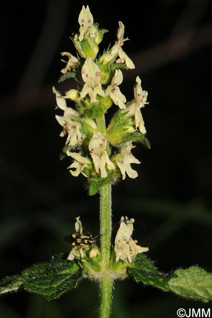 Betonica alopecuros = Stachys alopecuros