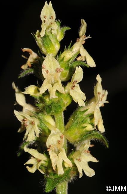 Betonica alopecuros = Stachys alopecuros