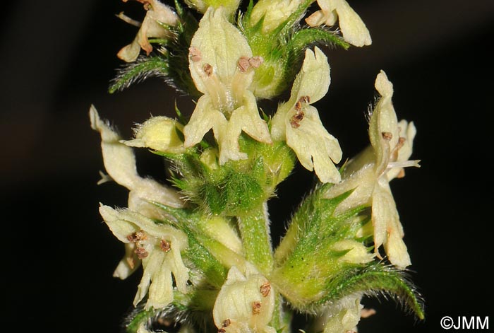 Betonica alopecuros = Stachys alopecuros