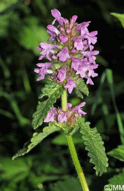 Betonica hirsuta = Stachys pradica