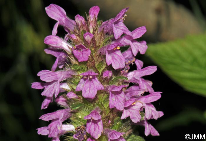 Betonica hirsuta = Stachys pradica