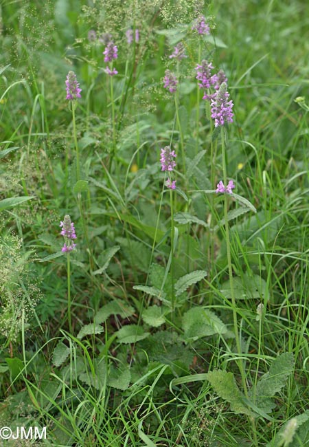 Betonica officinalis = Stachys betonica