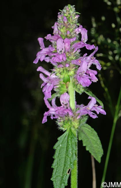 Betonica officinalis = Stachys betonica