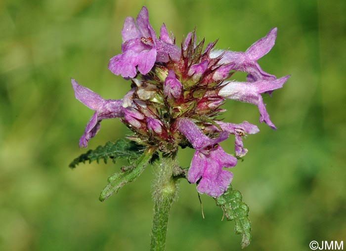 Betonica officinalis = Stachys betonica