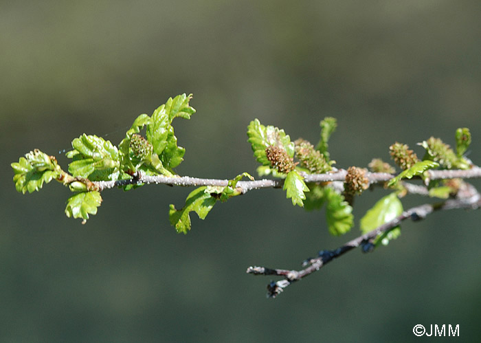 Betula humilis