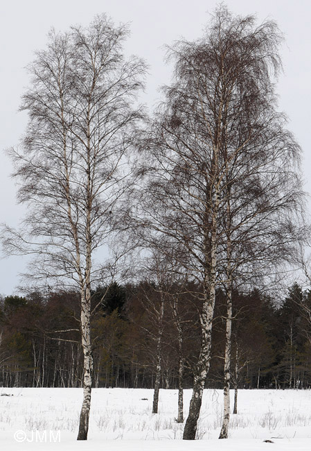 Betula pendula : port