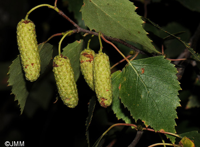 Betula pendula : feuilles triangulaires longuement acumines