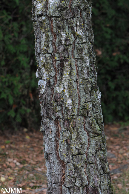 Betula pendula : corce noirtre crevasse