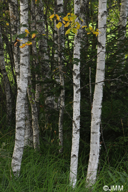 Betula pubescens : corce blanche non crevasse