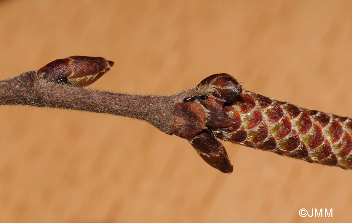 Betula pubescens : rameaux pubescents