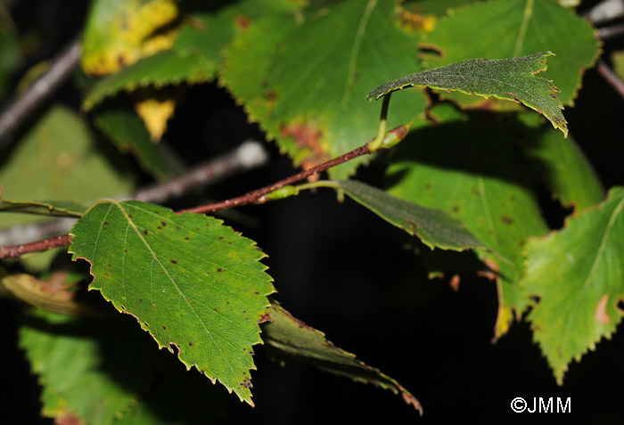 Betula pubescens : feuille losangique