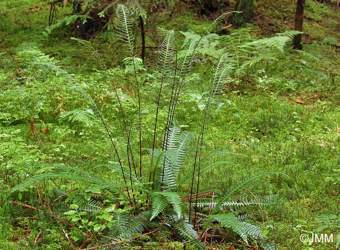 Blechnum spicant