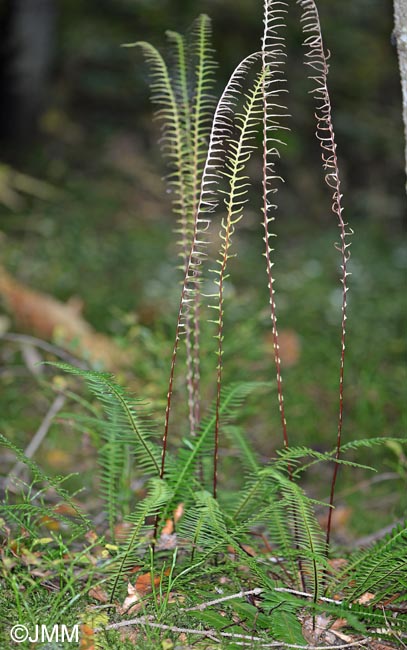 Blechnum spicant