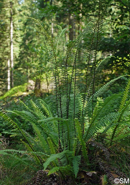 Blechnum spicant