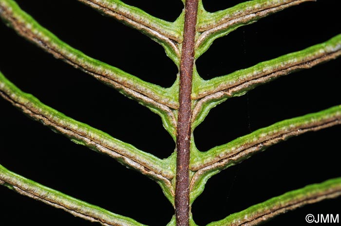 Blechnum spicant