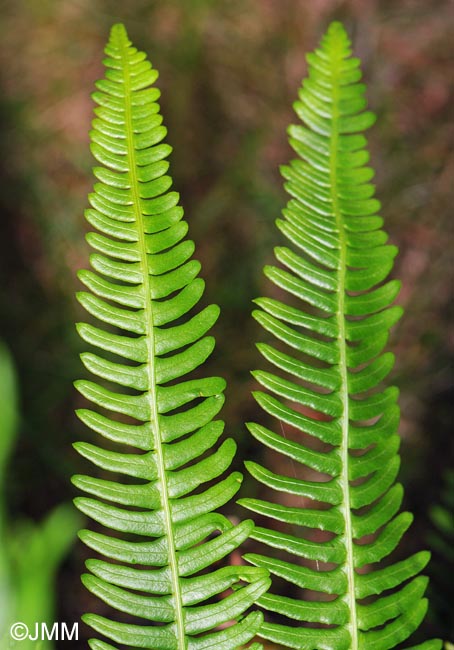 Blechnum spicant